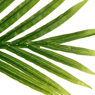 Palmier artificiel - Hauteur 170 cm - Vert